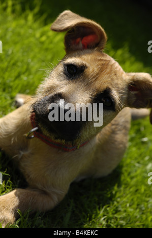 Grazioso cucciolo Foto Stock