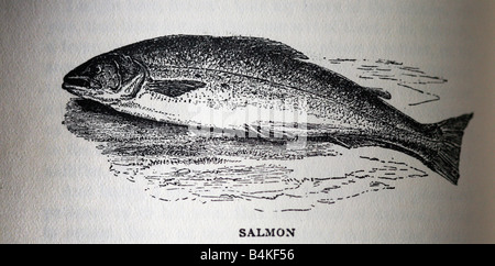 Illustrazioni in bianco e nero da un libro di pesca da Izaack Walton, 'l'Compeat pescatore". Foto Stock