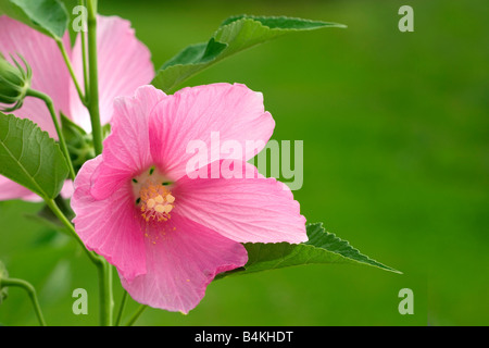 Rose Mallow ( Lavatera trimestris ) Foto Stock