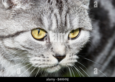 Adulto British Shorthair sul prowl Foto Stock