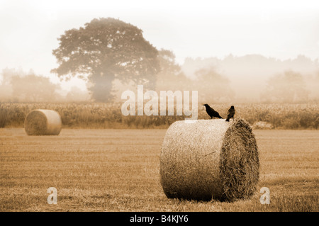 Due corvi in hay bails nel campo di fieno al tempo del raccolto Foto Stock