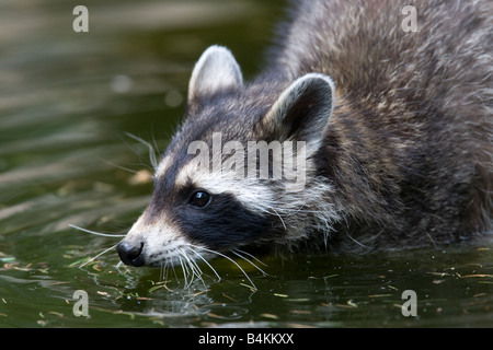 Testa del procione comune - Procione lotor Foto Stock