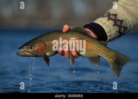 Appena pescato la trota arcobaleno (Oncorhynchus mykiss), W. Nord America da Mike Barlow/Dembinsky Foto Assoc Foto Stock