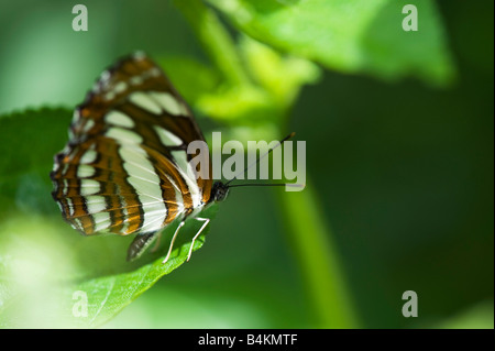 Neptis hylas. Marinaio comune butterfly nella campagna indiana. Andhra Pradesh, India Foto Stock