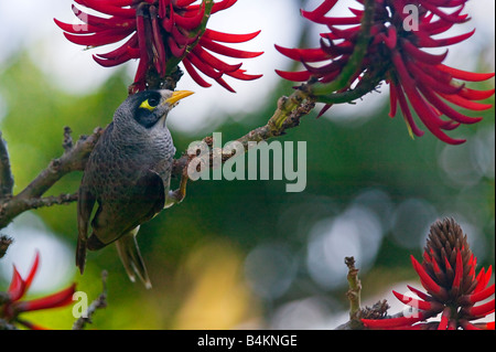 NOISY MINER Manorina Melanocephala Nuovo Galles del Sud Australia Foto Stock