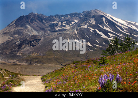 Sentiero di fiori di campo rosso pennello indiano viola e lupino Larkspur Mount Saint Helens Il Parco Nazionale del Vulcano Washington Foto Stock