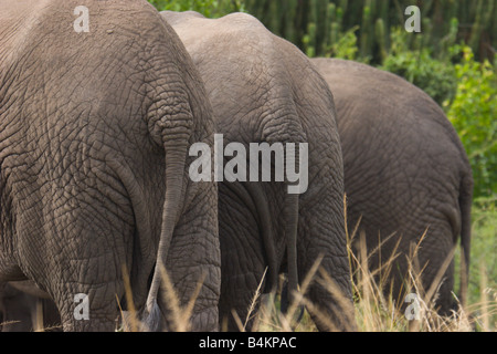 Gli elefanti tails butts Queen Elizabeth Park Uganda Foto Stock