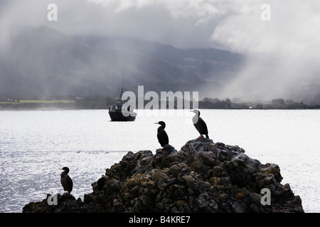 Cormorani seduta su roccia alla ricerca stessa direzione nella parte anteriore del vano come pioggia cade a terra in background di Kaikoura Nuova Zelanda Foto Stock