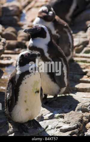 I pinguini Jackass Spheniscus demersus da Stoney Point Western Cape Sud Africa Foto Stock