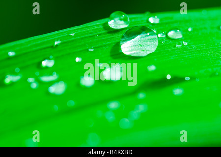 Freschezza Foto Stock