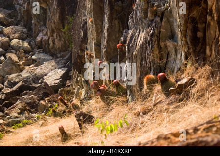 Testa di papi turchi tappo canna Cactus San Giovanni USVI Foto Stock