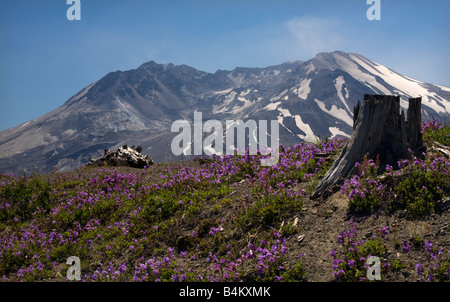 Snowy Mount Saint Helens caldera con Viola Larkspur di fiori di campo e ceppo di albero in primo piano Foto Stock