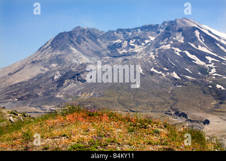 Fiori Selvatici Caldera Mount Saint Helens Il Parco Nazionale del Vulcano Washington Foto Stock