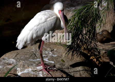 Piatto di anatra fatturati in piedi sulla roccia Foto Stock