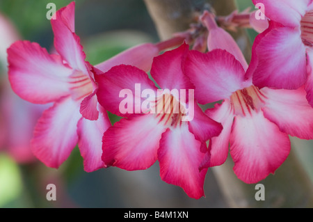La Rosa del Deserto Adenium Obesum Foto Stock