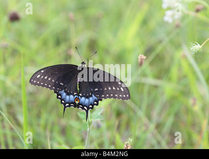 Butterfly sul campo Foto Stock