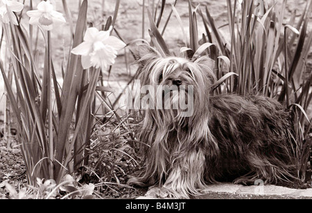 Yorkshire terrier dog sitter in un letto di narcisi piccoli cani cagnolino poco carino piccolo fiore fiori daffodil lampadina Sniffing profuma l'aria anni sessanta Mirrorpix Foto Stock