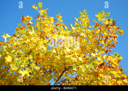 Colorati di foglie di acero in autunno giardini Alexandra, Windsor, Berkshire, Inghilterra, Regno Unito Foto Stock