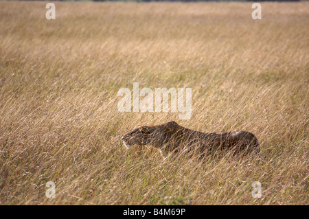 Leone femmina sul prowl nel Masai Mara, Kenya, Africa orientale Foto Stock