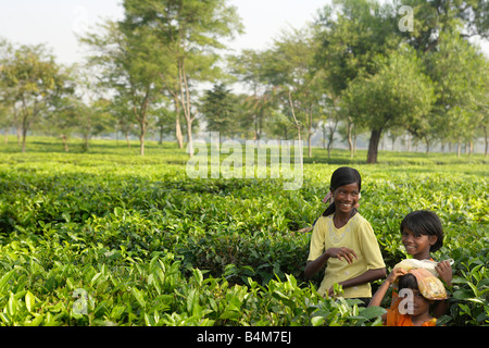 India, Sikkim. India giovane ragazza aiutando a prendere il tè in piantagioni di tè di Darjeeling Foto Stock