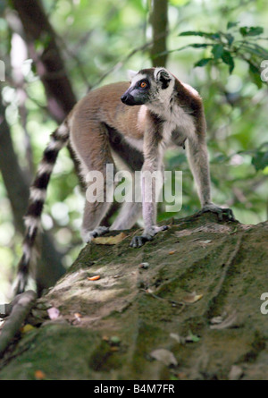 Madagascar, Ranohira, un anello-tailed lemur (Lemur catta) nel Canyon des Makis, Isalo National Park. Situato nel bestiame-possedere Bara paese del Sud del Madagascar, Isalo National Park è meritatamente famosa per i suoi canyon scolpiti, piscine naturali di roccia, rare piante endemiche e bellissimi lemuri.lemuri appartengono a un gruppo di primati chiamato prosimians, il significato di "prima di scimmie". In tutto il mondo ad eccezione del Madagascar, scimmie li hanno sostituiti 35 milioni di anni fa. Il Madagascar ha eccellente biodiversità; la maggior parte della sua flora e fauna uniche per l'isola e può essere trovato in nessun altro luogo. Foto Stock