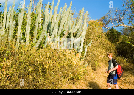 Ragazzo escursionismo e posa con organo a canne Cactus, Rams Trail Head, San Giovanni, USVI Foto Stock