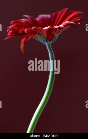 Profondo rosso Gerbera su uno sfondo viola Foto Stock