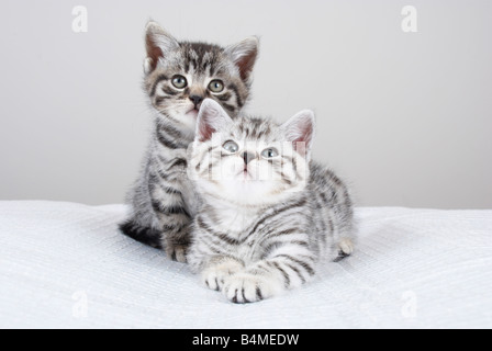 2 British Shorthair gattini Foto Stock