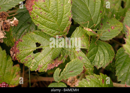 Chiazzato bush grilli Leptophyes punctatissima Tettigoniidae femmina maschio di sinistra a destra ben mimetizzata su fogliame REGNO UNITO Foto Stock