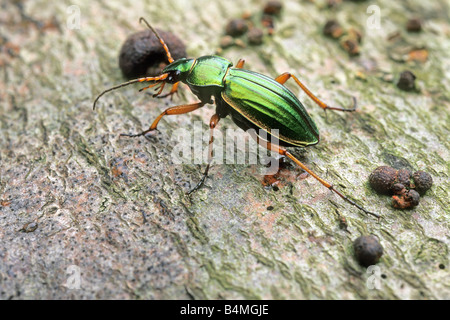 Massa d'oro Beetle (Carabus auratus) sulla corteccia Foto Stock