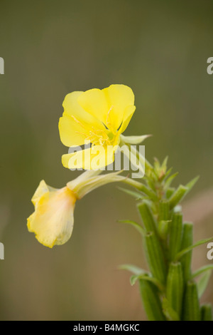 Enotera Oenothera biennis Foto Stock