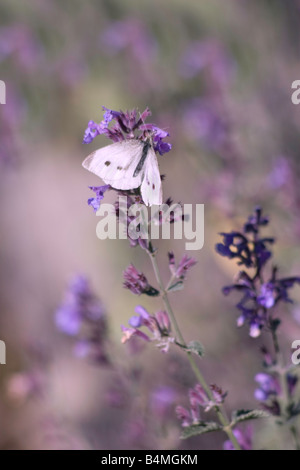 Purple Haze, farfalla sulla lavanda Foto Stock