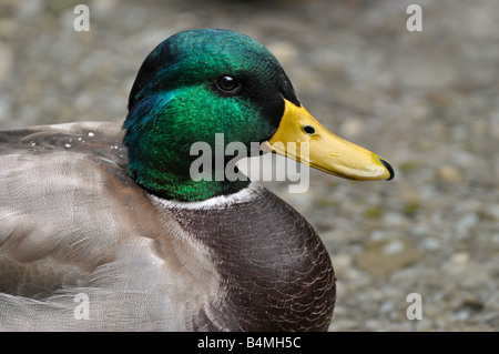 Drake Mallard Foto Stock