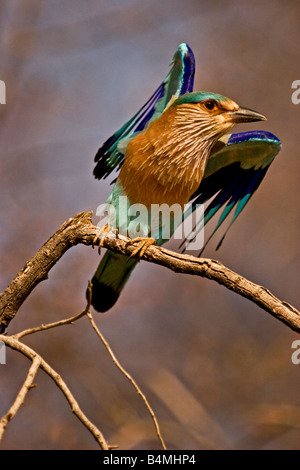 Rullo indiano, Coracias benghalensis, battenti fuori da un albero persico nel Nord dell India Foto Stock