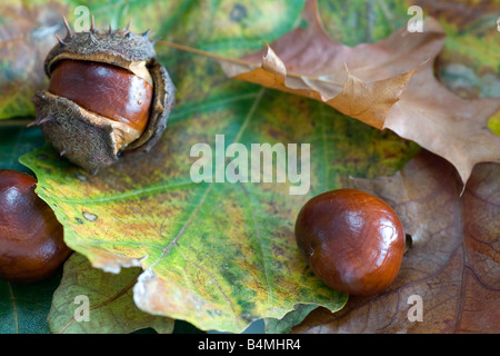 Foglie cadute cavallo e castagni in autunno Foto Stock