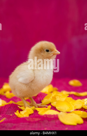 Chick in sfondo rosa con petali gialli Foto Stock