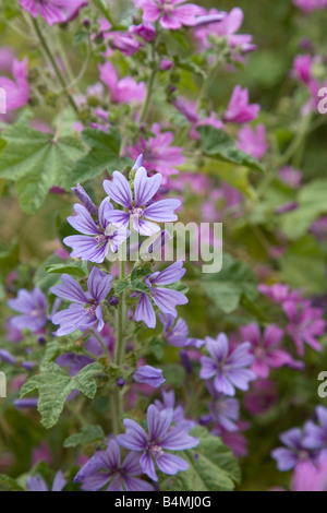 Comune di malva Malva Sylvestris forma blu Foto Stock