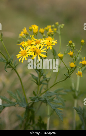 Oxford erba tossica Senecio squalidus Foto Stock