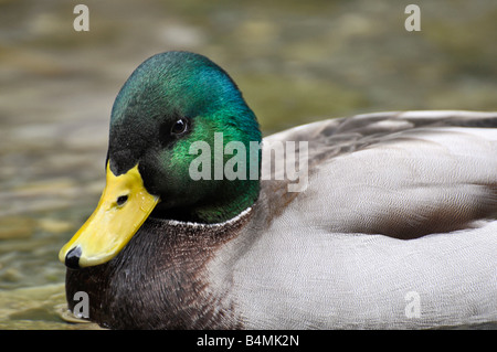 Drake Mallard Foto Stock