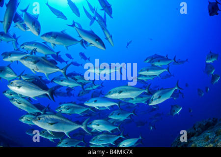 Maggiore Amberjack, scuola di ricciole Foto Stock