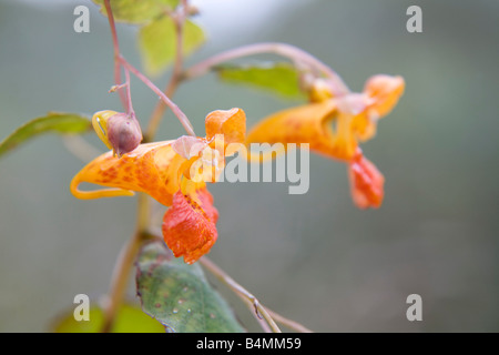 Orange Balsamina Impatiens capensis Foto Stock