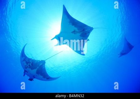 Diavolo ray, pesce diavolo, Manta, Mobula tarapacana Foto Stock