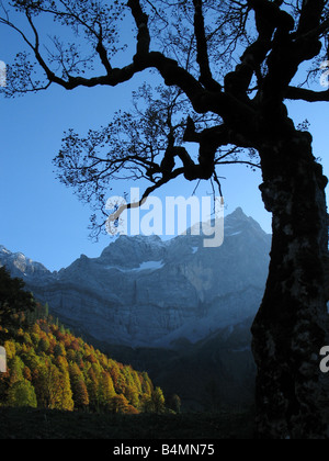 the silhouette of an old sycamore tree in the Austrian mountains Foto Stock