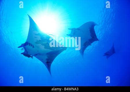 Diavolo ray Pesce diavolo Manta Mobula tarapacana, Azzorre Foto Stock