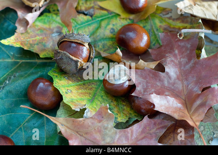 Foglie cadute cavallo e castagni in autunno Foto Stock