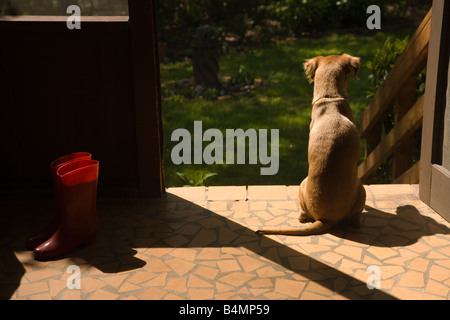 Un cane di tan indagini un ombroso back yard dalla vantage della soleggiata veranda. Una coppia in plastica di colore rosso stivali in parte illuminata dal sole del pomeriggio Foto Stock