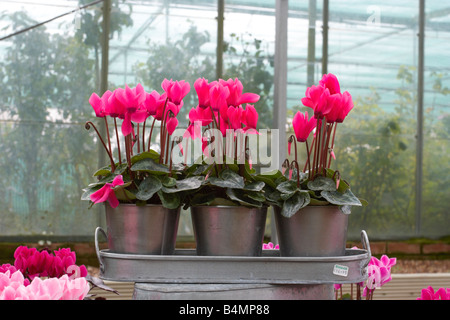 Hederifolium,cyclamen neapolitanum,fiori di colore rosa Foto Stock