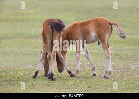 New Forest pony avente un sniff a qualcosa Foto Stock