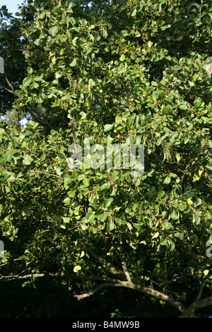 Ontano nero, europeo ontano o comune albero di ontano, Alnus glutinosa, Betulaceae Foto Stock