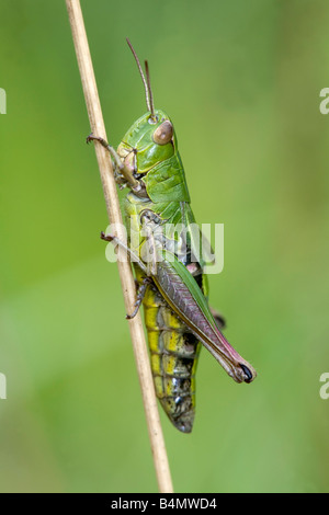 Grasshopper su una levetta Foto Stock